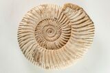Jurassic Ammonite (Perisphinctes) Fossil - Madagascar #203944-1